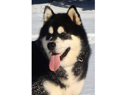 Κουτάβια malamute της Αλάσκας